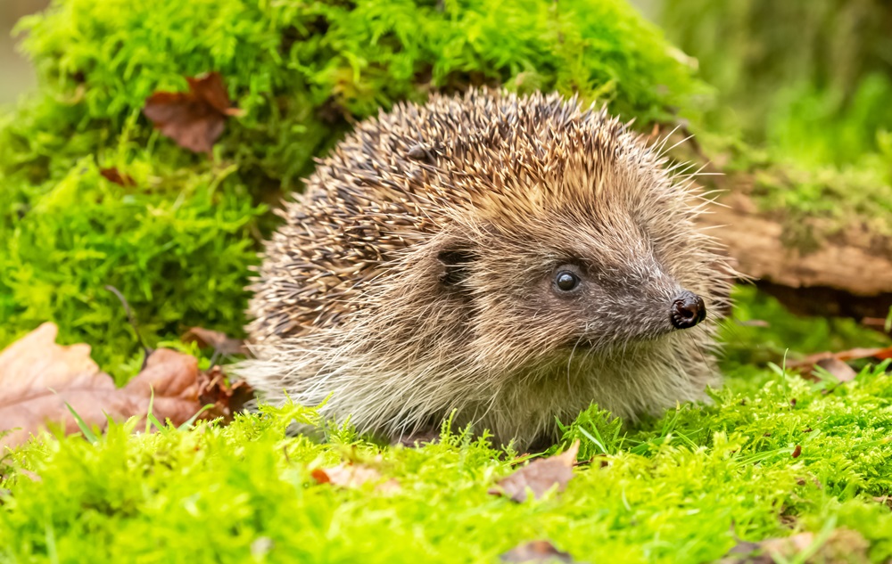 Hedgehog in a grassy / mossy area